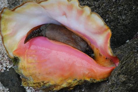 Image result for Conch Out of Shell