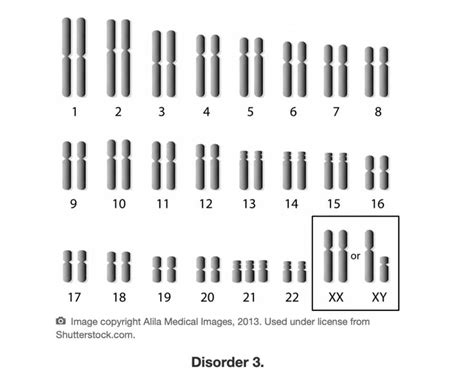 Toradh íomhá ar Karyotype Worksheet Answer Key