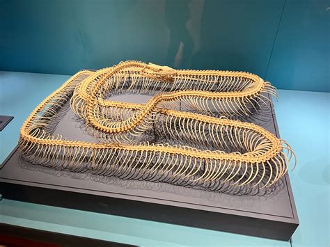 Toradh íomhá ar Royal Python Skull