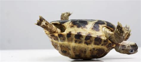Image result for Tortoise Shell Geometry