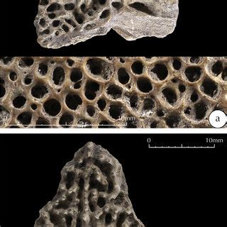 Toradh íomhá ar Dermal Plates