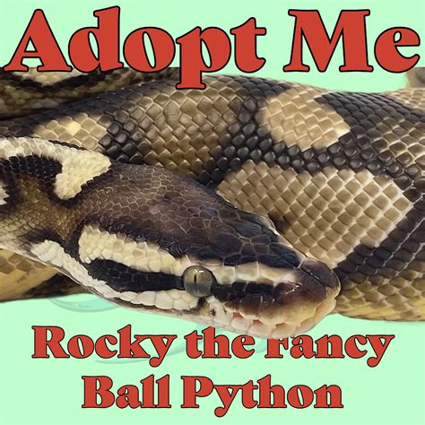 Afbeeldingsresultaten voor Rocky Python