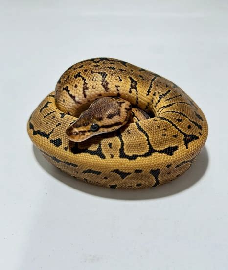 Image result for L'Acide Ball Python