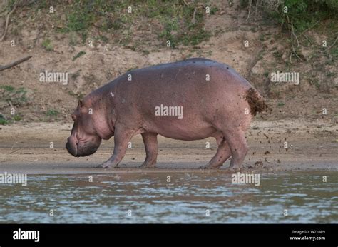 Fish Eat Hippopotamus Poop に対する画像結果