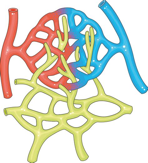 Image result for Capillaries in 2nd Toe