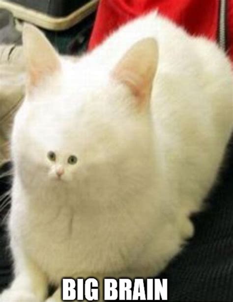 Image result for Cat Brain Processing Meme