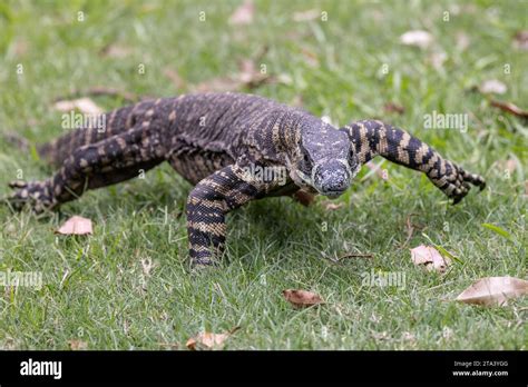Image result for Australian Monitor Lizard