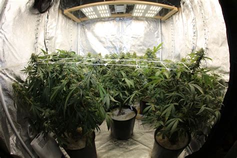 Image result for Growing a Autoflower