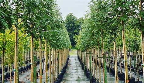 Image result for Tree Slection