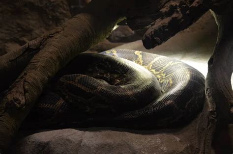 Largest Python Nest に対する画像結果