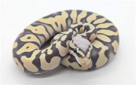 Image result for What Is the Rarest Python Type