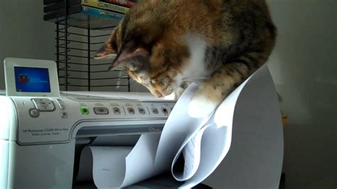 Image result for Cat On Copy Machine