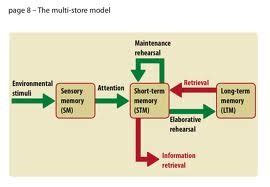 Image result for Multi-Store Memory Model Diagram