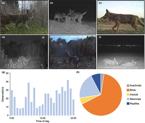 Toradh íomhá ar Camera Trap Behaviour Data Collection Sheet