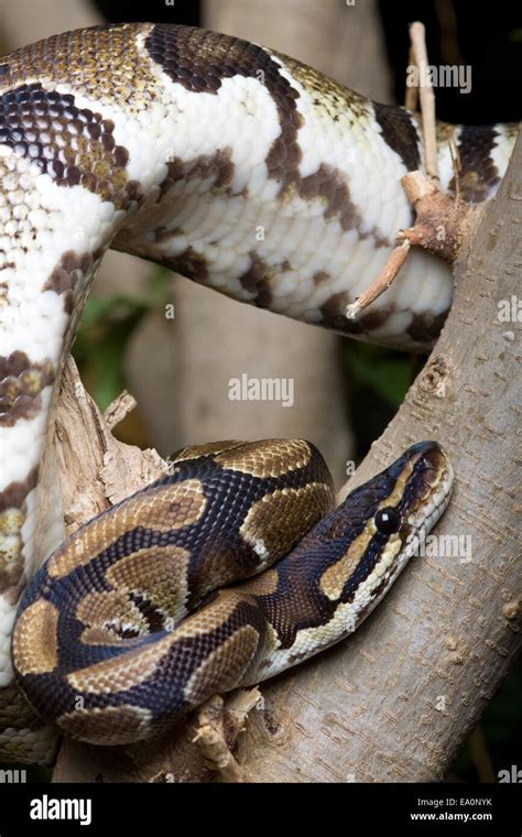 Image result for Python Part of Body