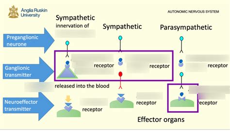 Autonomic Nervous System Function Chart に対する画像結果