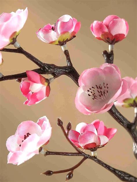 Plum Flower Disection に対する画像結果