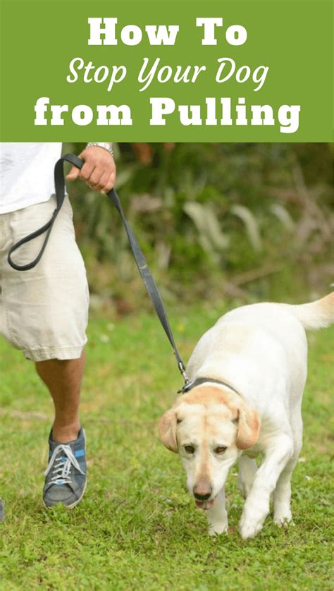 How to Stop Dog Pulling On Leash に対する画像結果