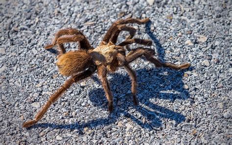 Image result for Tarantula in Zuid Amerika