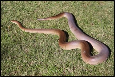 Image result for Olive Python Diet Chart