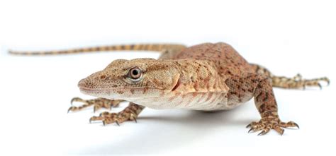 Reptile Books ಗಾಗಿ ಇಮೇಜ್ ಫಲಿತಾಂಶ