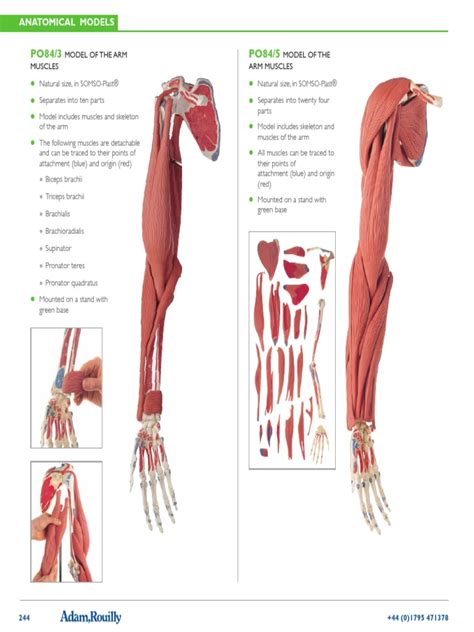 Afbeeldingsresultaten voor Arm Muscle Model