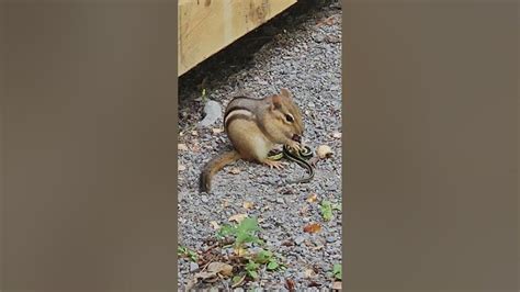 Toradh íomhá ar Snake-Eating Chipmunk