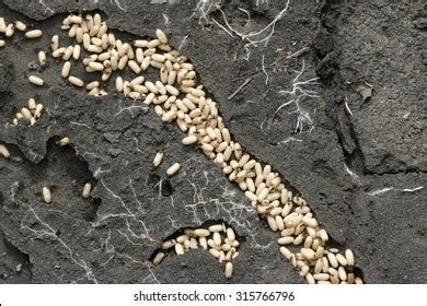5+ Thousand Ant Tunnels Royalty-Free Images, Stock Photos & Pictures ...