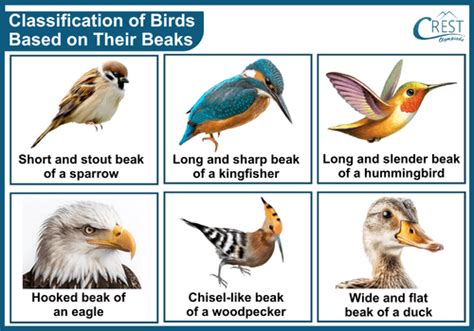 Image result for Bird Classification Worksheet