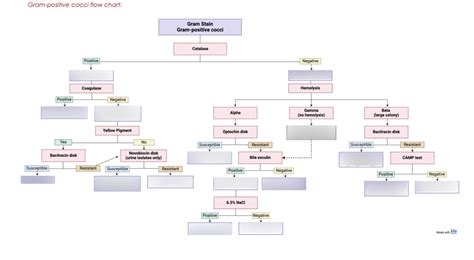 Image result for Gram positive Cocci Flow Chart