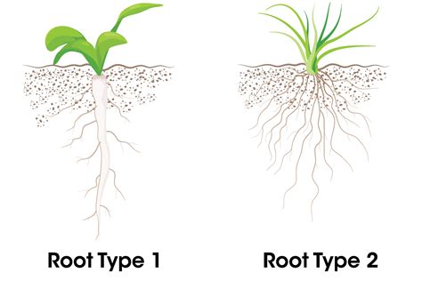 Image result for Root System