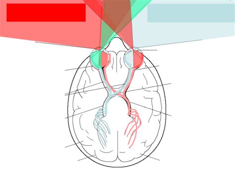 Afbeeldingsresultaten voor Visual Processing System