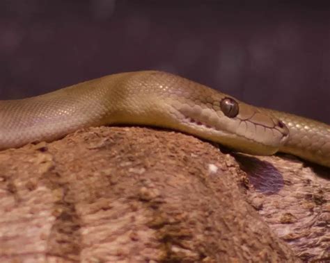 Pilbara Olive Python に対する画像結果