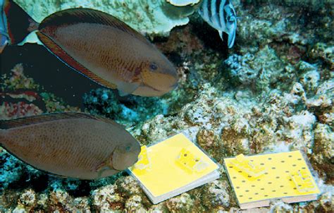 Toradh íomhá ar Fish Color Pattern