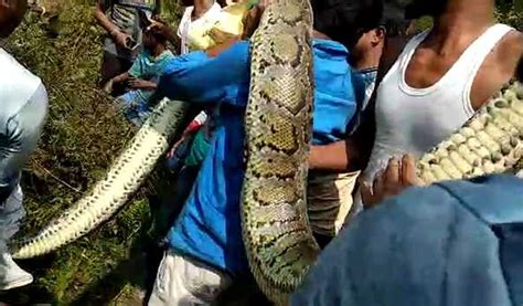 Image result for Python at a Graveyard