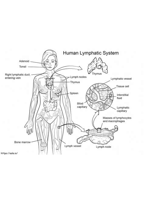 Toradh íomhá ar Complement System Coloring
