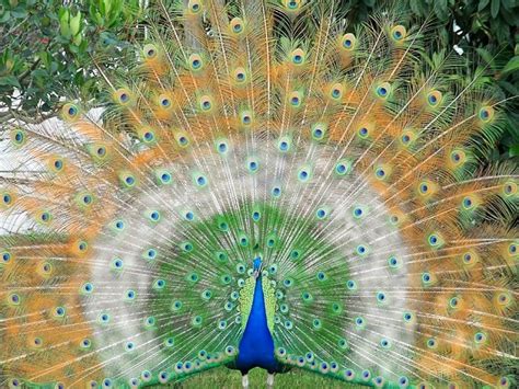 Image result for Peacock Stick Drawing