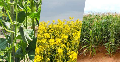 Crops Types に対する画像結果