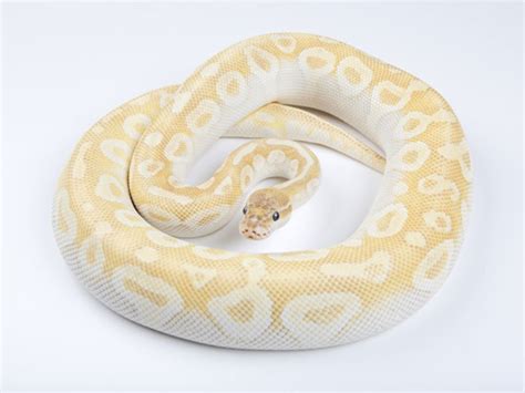 Toradh íomhá ar Mojave Crystal Ball Python