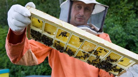 Image result for Extracting Honey Process