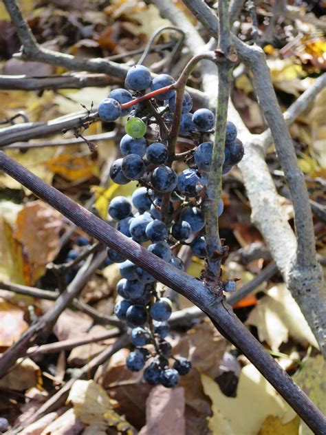 Afbeeldingsresultaten voor Growing Wild Grapes