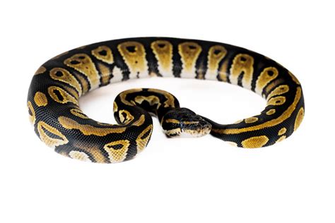 Toradh íomhá ar Black Python Regius