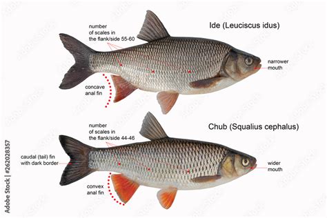 Afbeeldingsresultaten voor The Relationship Between IDE and Python