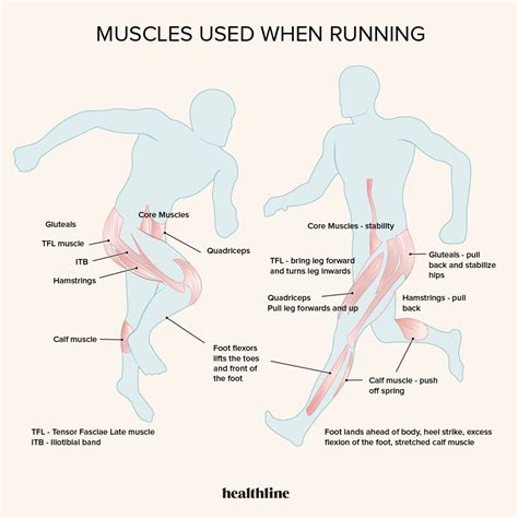 Image result for Long-Running Muscles