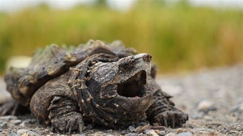 Image result for Snapping Turtle Size