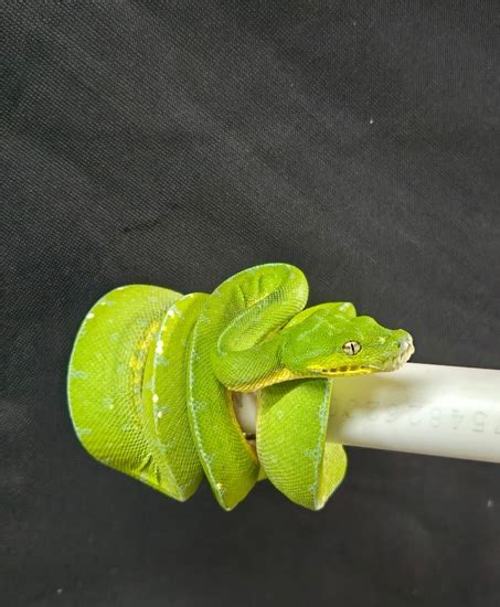 Toradh íomhá ar Tree Frogs with Green Tree Python