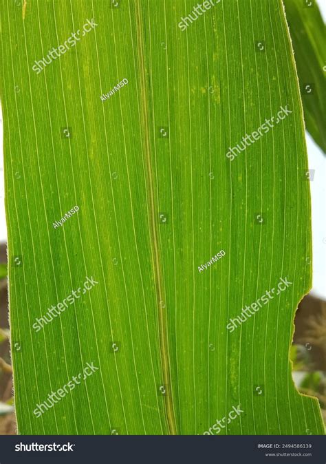 Parallel Leaf Vegetations に対する画像結果