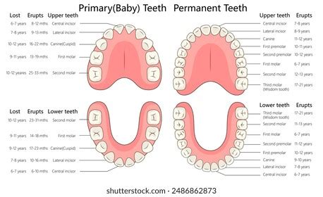 Image result for Teeth Development Chart