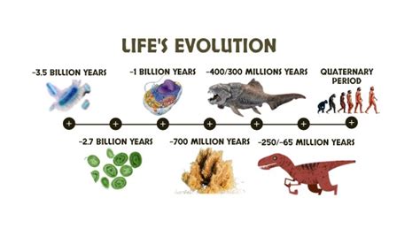 Image result for Evolution Timeline Life