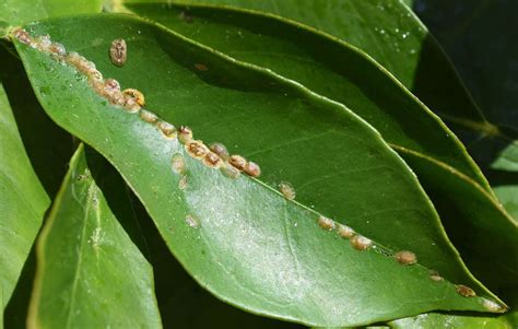 Image result for Scale Insect Damage